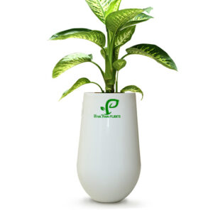 dieffenbachia tropic snow