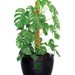 zamioculcas zz plants