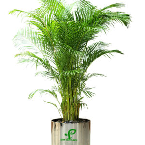 areca palm