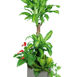 dracaena massangeana (cornstalk plant)