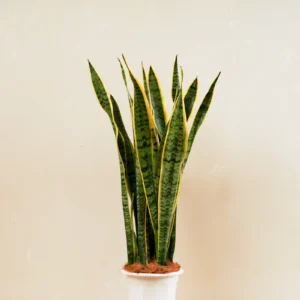 snake plant (sansevieria trifasciata)