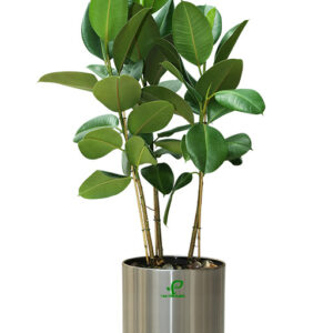 rubber tree (ficus robusta)