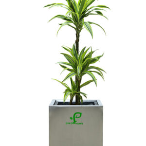 dracaena lemon lime