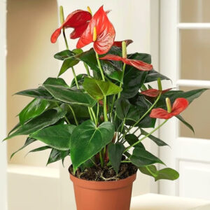 anthurium (flamingo plant)