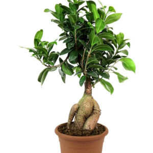 ficus bonsai