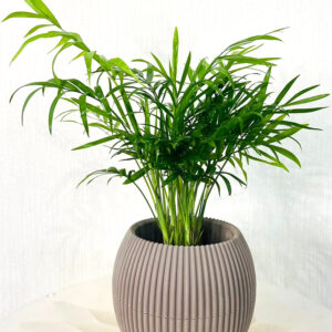 parlor palm (chamaedorea)