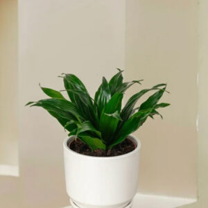 dracaena compacta head