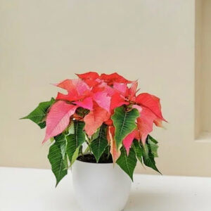 christmas flower (poinsettia)