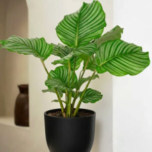 calathea orbifolia