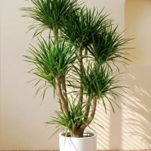 dracaena draco multistem