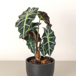 elephant ear (alocasia polly)