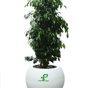 ficus benjamina