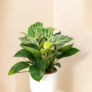 philodendron birkin