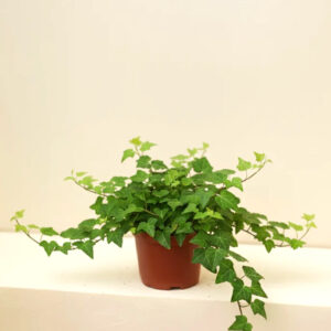 english ivy (hedera)