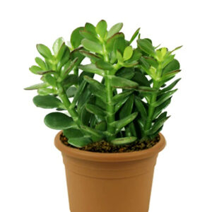 jade plant (crassula)