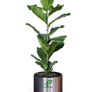 ficus lyrata – fiddle leaf fig – fig tree