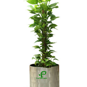 Money Plant