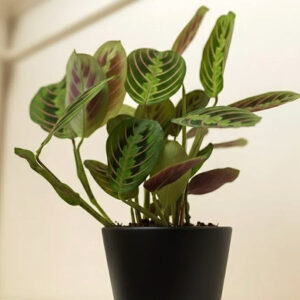 prayer plant (maranta)