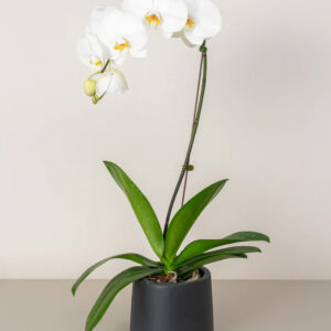 orchid (phalaenopsis)