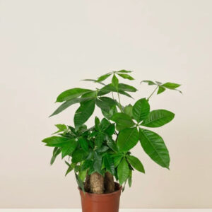 Money Tree (Pachira Aquatica)