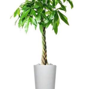 pachira twisted money tree