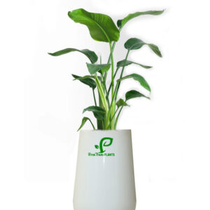 bird of paradise (strelitzia reginae)