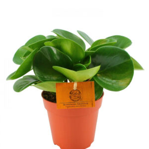 the peperomia houseplant is an attractive addition to a desk, a table or as a member of your houseplant collection. peperomia care is not difficult and peperomia plants have a compact form that lets them occupy a small space wherever you choose to place them.when growing a peperomia, locate the plant in a medium to low light situation away from direct sun. you may also grow peperomia plants under fluorescent lighting. grow peperomia plants in a light houseplant mixture with perlite or coarse gravel included to allow roots to receive air circulation necessary for the health and development of your plant. if your peperomia plants are wilting, in spite of regular watering, the plant is likely not getting enough oxygen to the roots. water peperomia houseplants sparingly and allow the soil to dry as deep as 5 inches between waterings. fertilize occasionally with a balanced houseplant food after watering. leach the plant in summer by flushing with water to remove the salts left behind by fertilization.