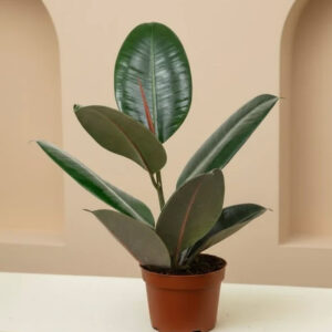 rubber tree (ficus robusta)