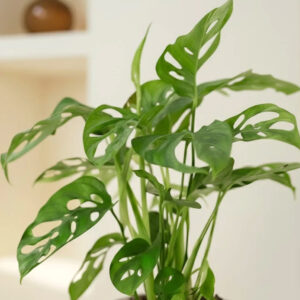 monkey monstera (monstera adansonii)