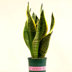 snake plant (sansevieria trifasciata)