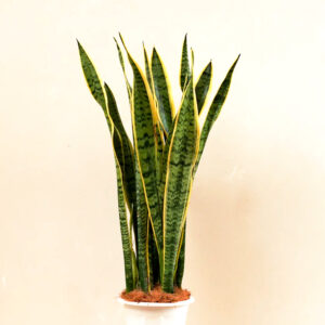 snake plant (sansevieria trifasciata)