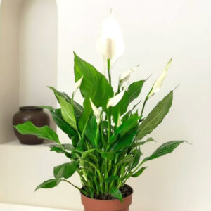 peace lily (spathiphyllum)