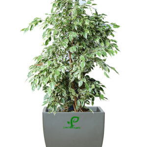 ficus benjamina starlight (variegated)