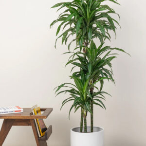dracaena warneckii