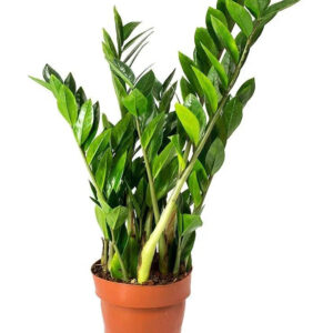 zz plant