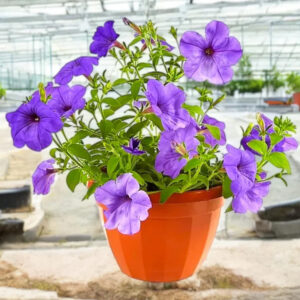 ruellia ciliosa – wild petunia