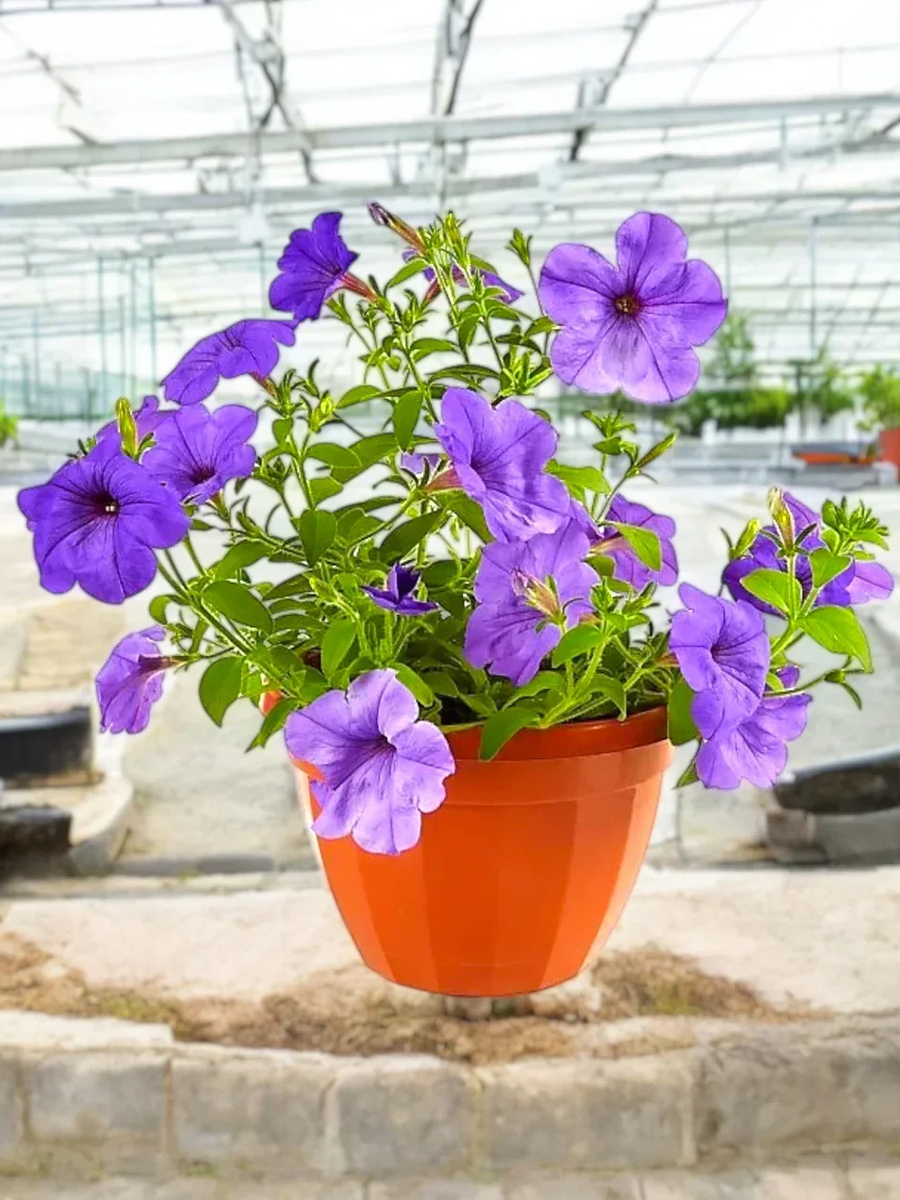 ruellia ciliosa – wild petunia ruellia ciliosa – wild petunia