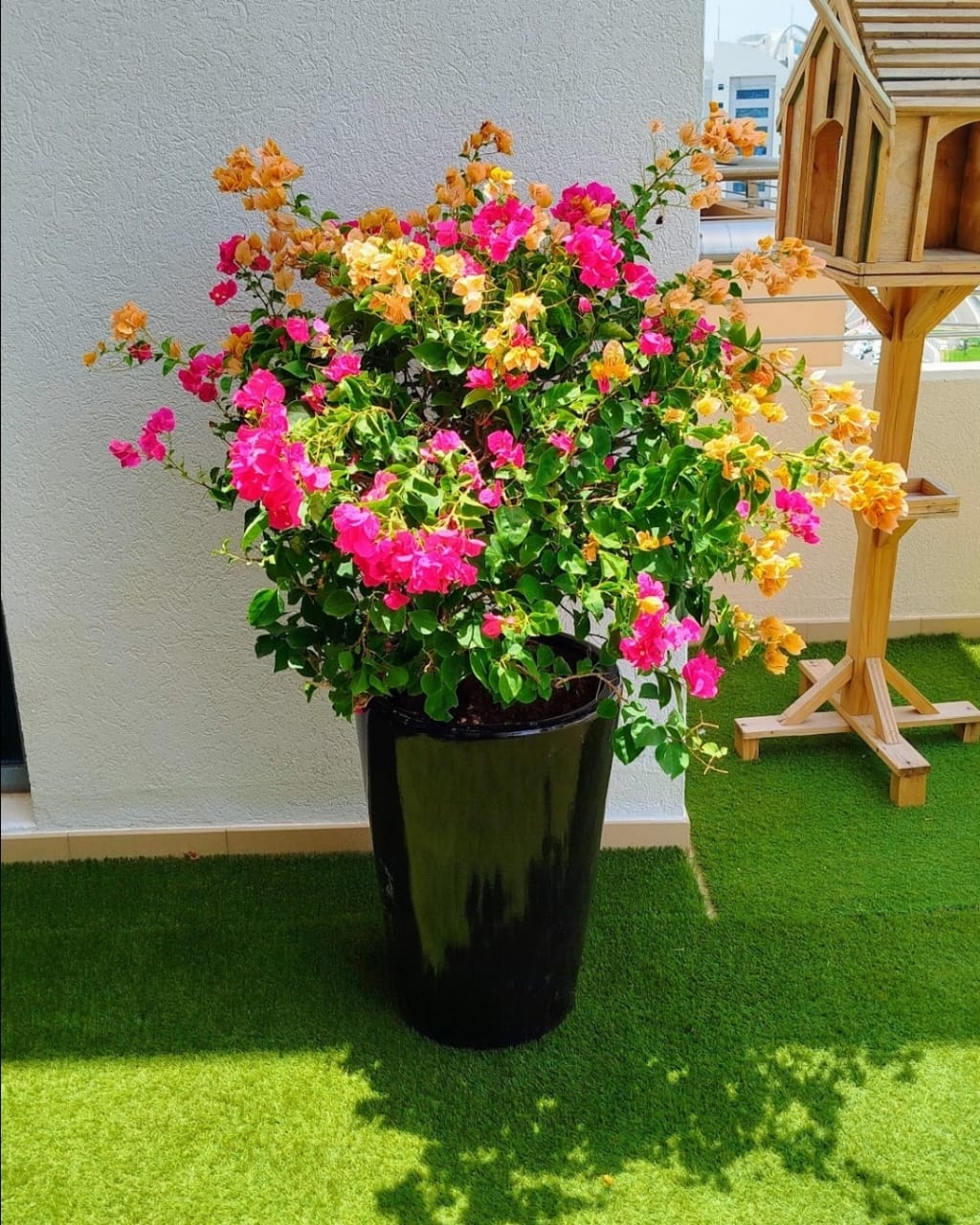 bougainvillea glabra – paperflower vine bougainvillea glabra – paperflower vine