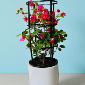 bougainvillea 4 sticks