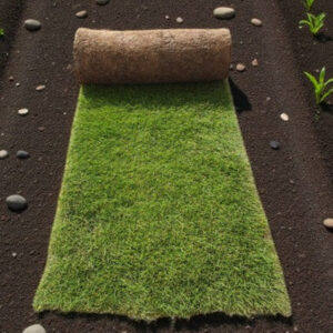 natural carpet bermuda grass – american bermuda