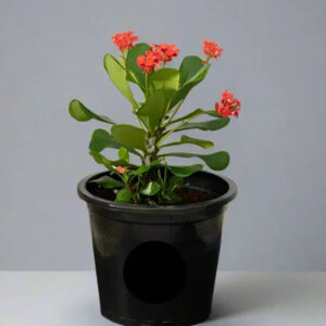 euphorbia millii – crown of thorns
