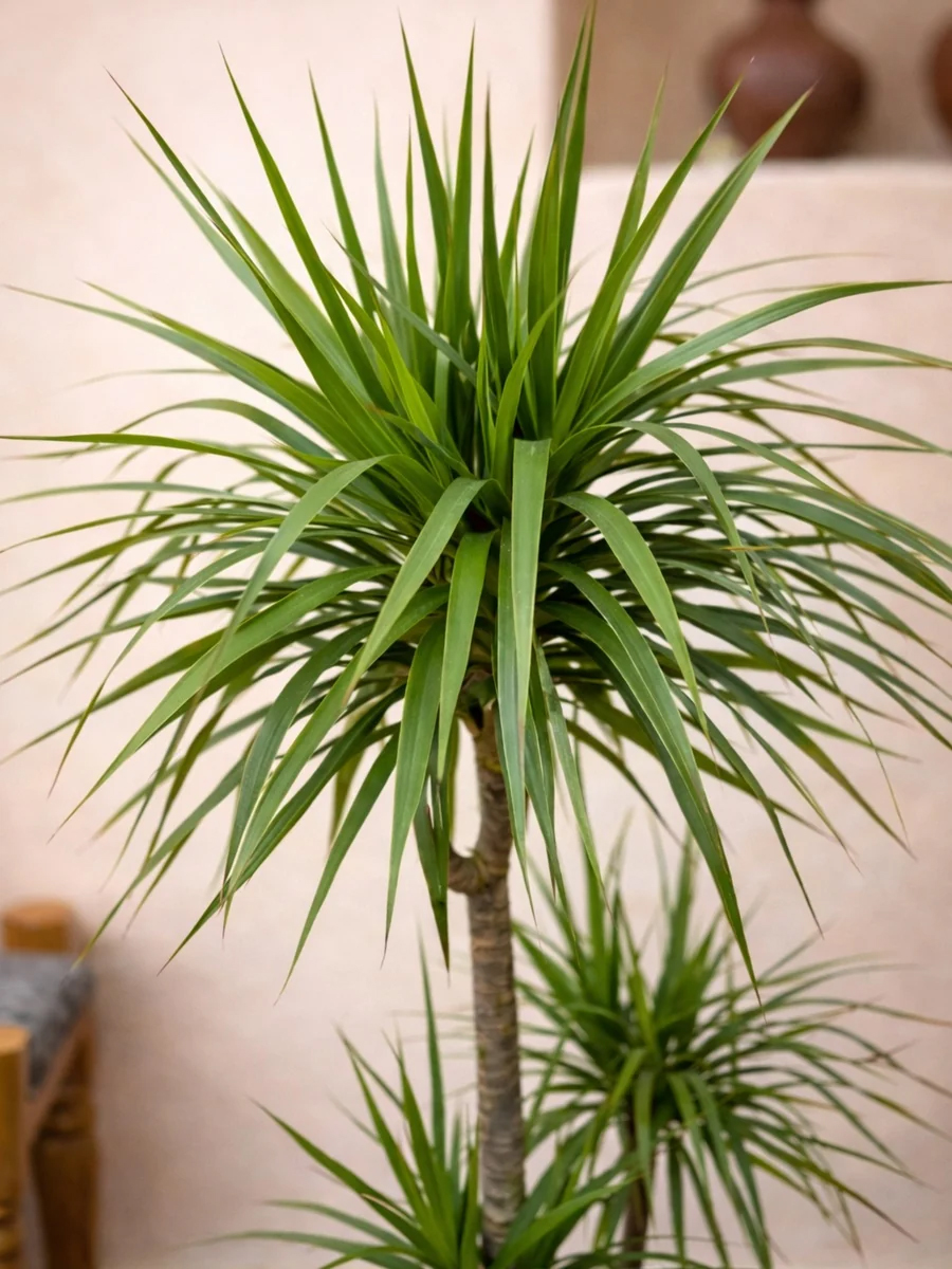 dracaena marginata dracaena marginata