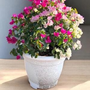 bougainvillea glabra – paperflower vine