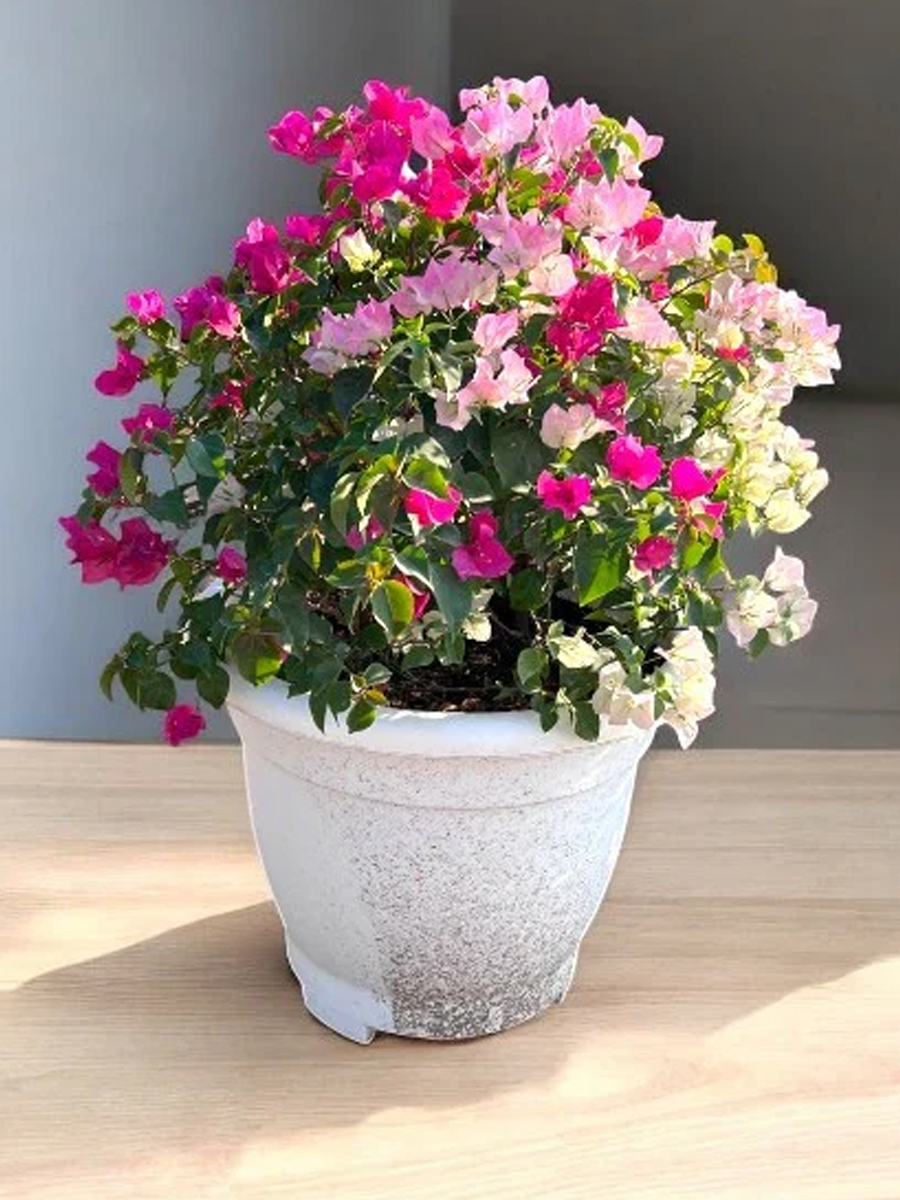 bougainvillea glabra – paperflower vine bougainvillea glabra – paperflower vine