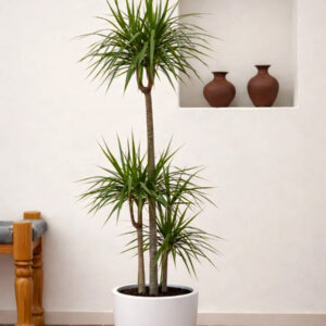 dracaena marginata
