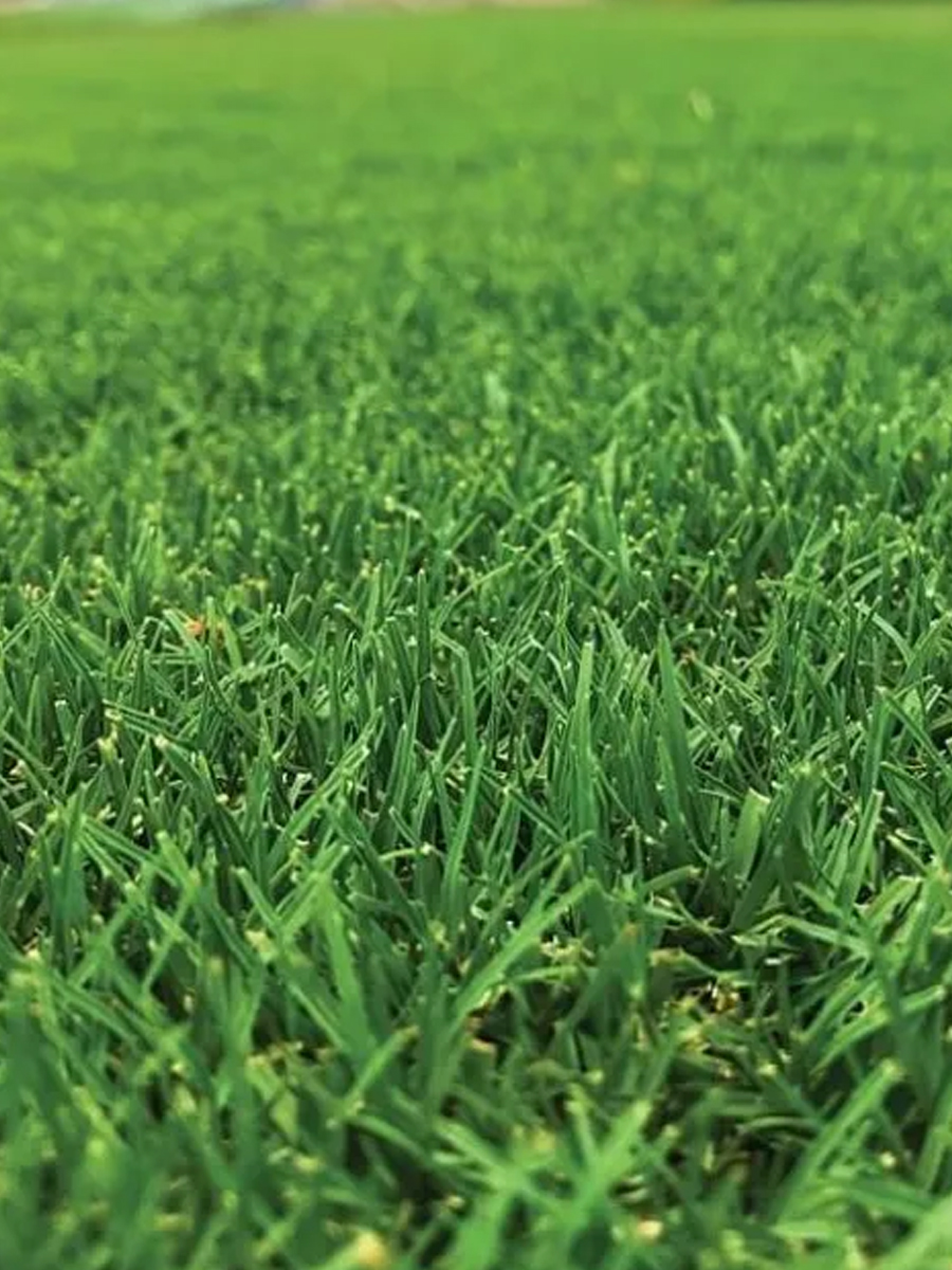natural carpet bermuda grass – american bermuda natural carpet bermuda grass – american bermuda