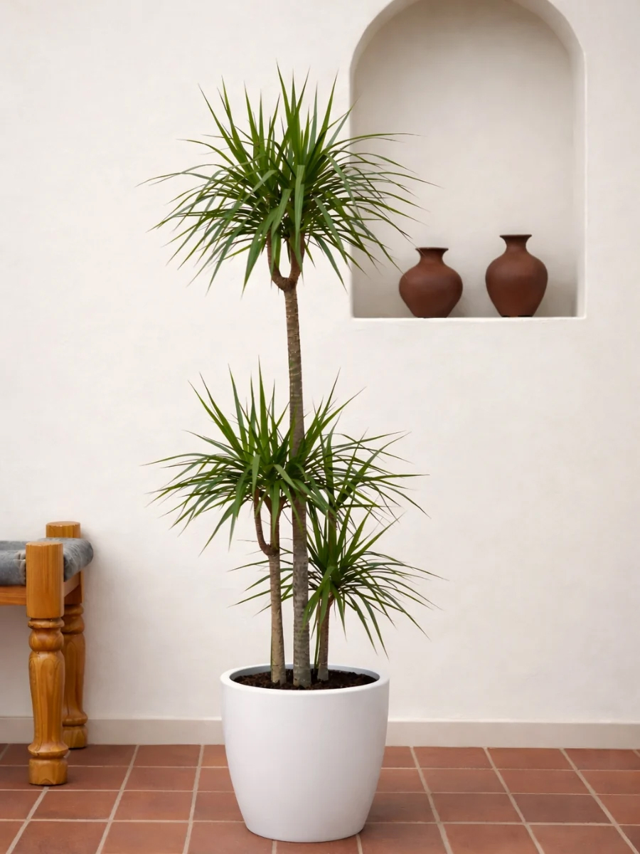 dracaena marginata dracaena marginata