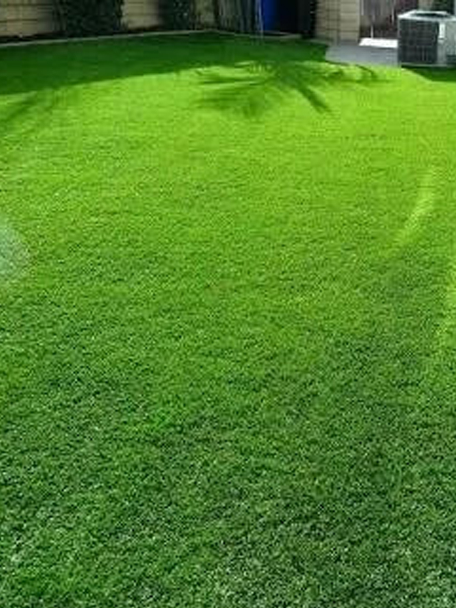 natural carpet bermuda grass – american bermuda natural carpet bermuda grass – american bermuda