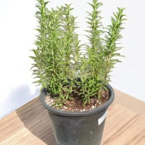 rosmarinus officinalis rosemary