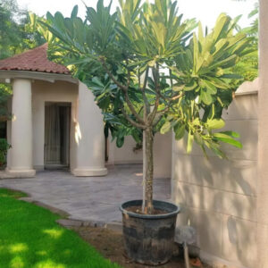 plumeria obtusa frangipani